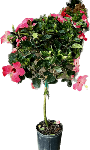 10" Hibiscus Tree Premium