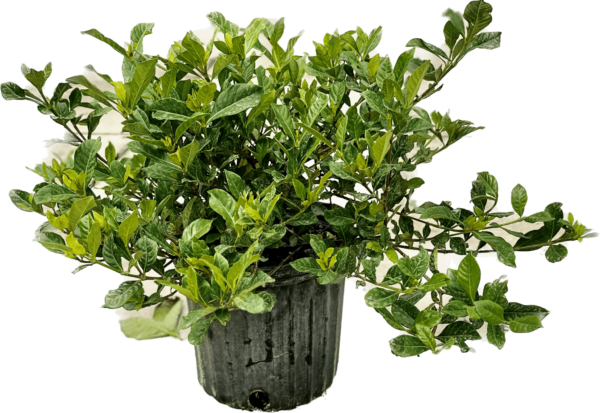 10" Gardenia Bush