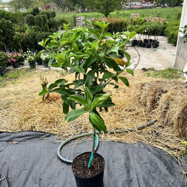 10" Mandevilla Tree