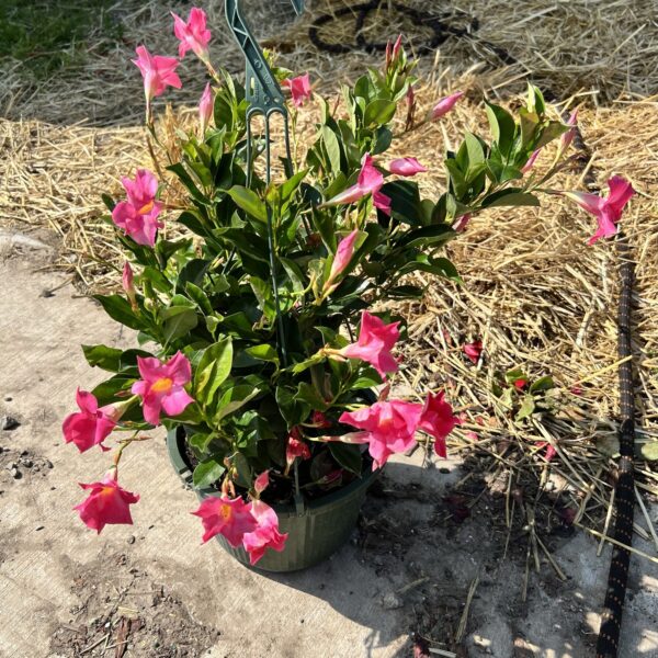 10" HB Dipladenia