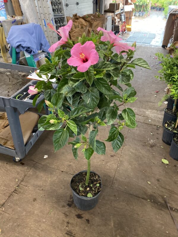 10" Hibiscus Tree - Image 2