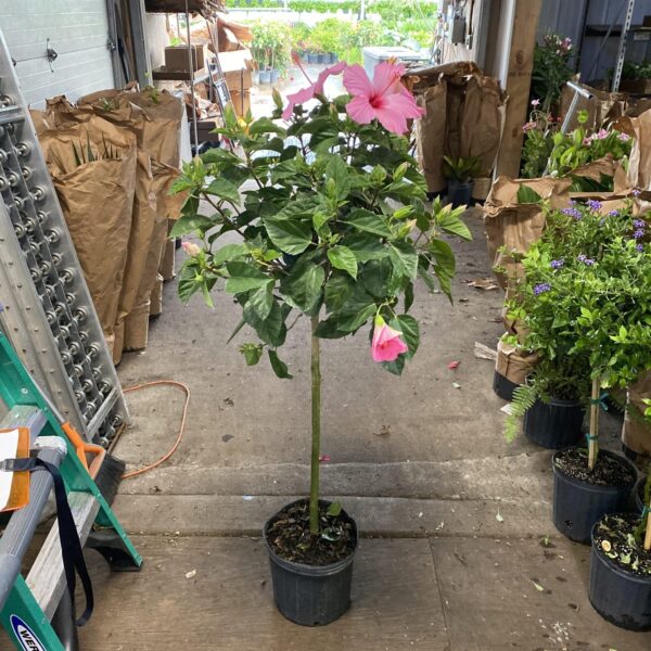 10" Hibiscus Tree