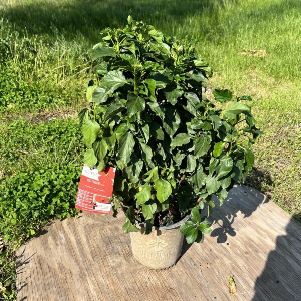 10" Hibiscus Bush