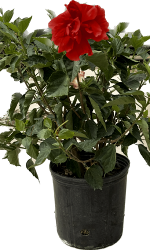 10" Hibiscus Bush Premium