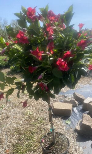 10" Mandevilla Braid