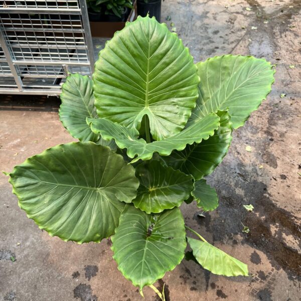 10" Alocasia California