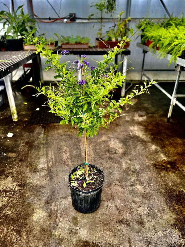 10" Duranta Tree - Image 2