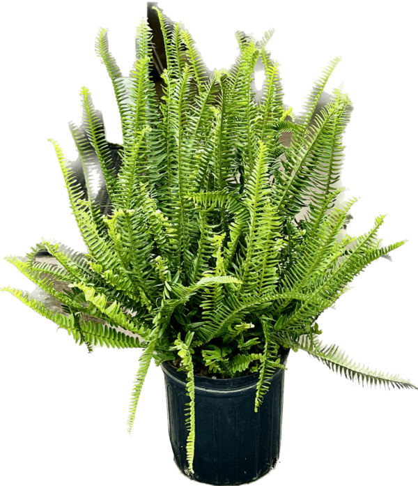 10" Kimberly Queen Fern