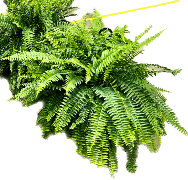 10" HB Fern Boston