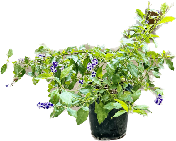 6" Duranta Bush