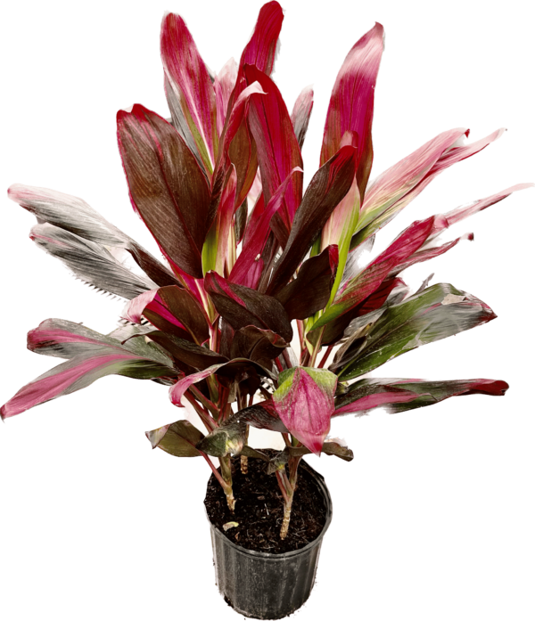 10" Cordyline