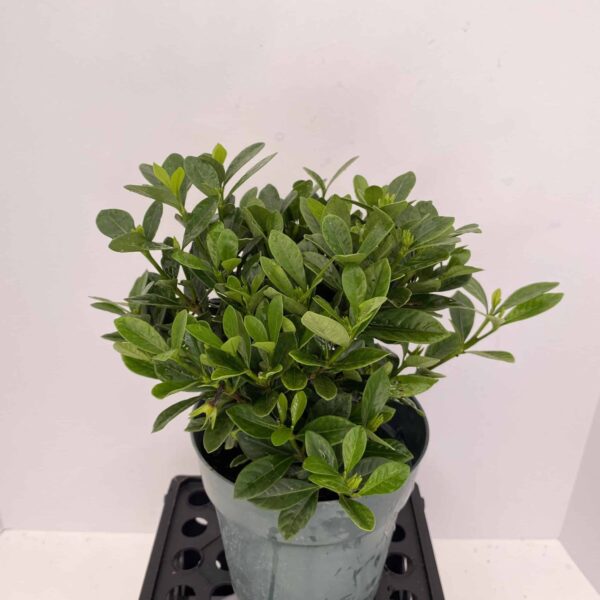 6" Gardenia Bush