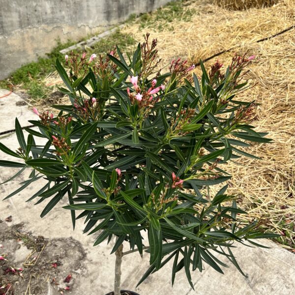 10" Oleander Tree - Image 2