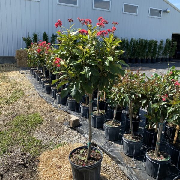 10" Jatropha Tree