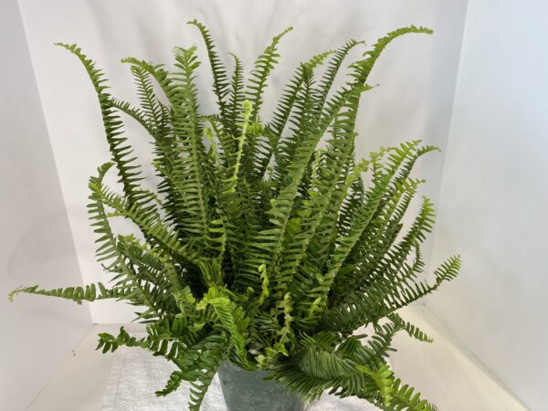 6" Fern Kimberly Queen