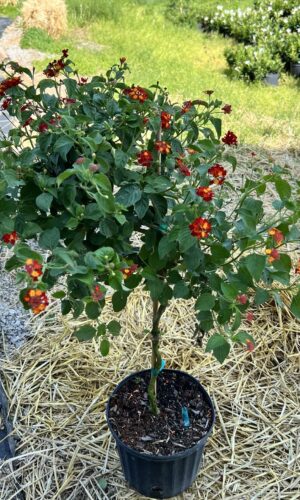 10" Lantana Red