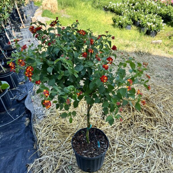 10" Lantana Red