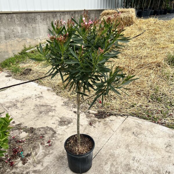 10" Oleander Tree