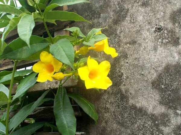 10" Allamanda Tree