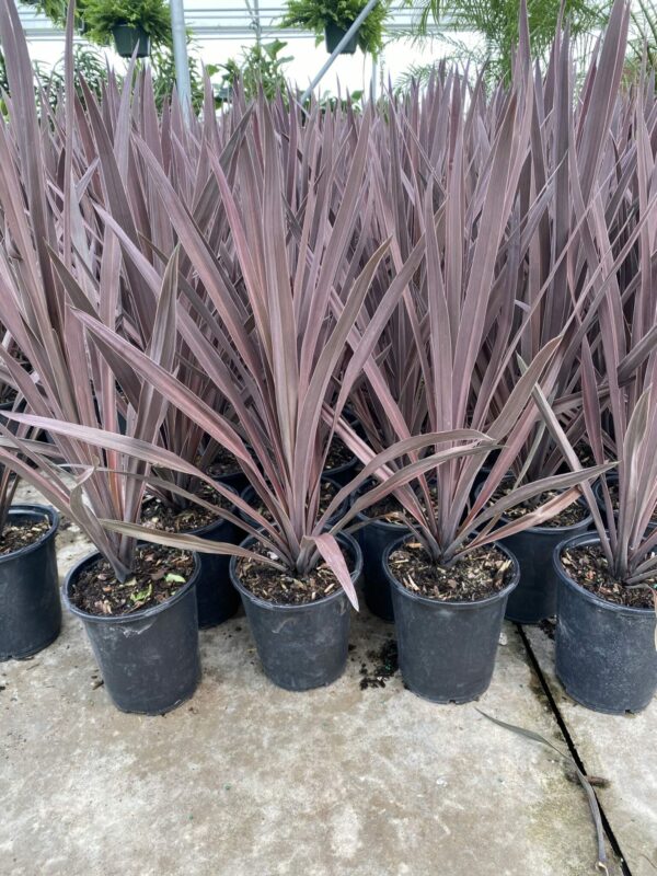 6" Cordyline Dark Star